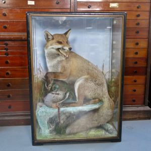 Cased fox