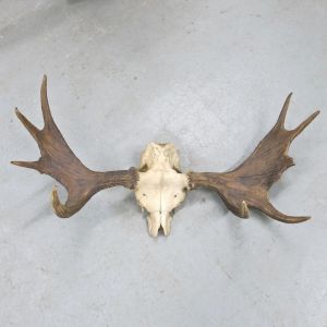 Moose antlers no.2