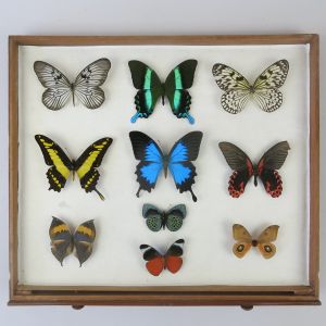 Large cased butterflies no.2