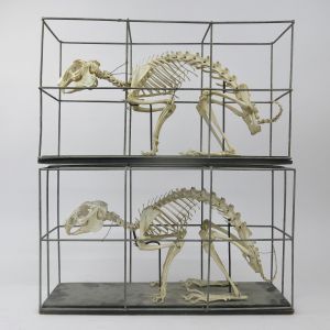 Hare skeletons x 2
