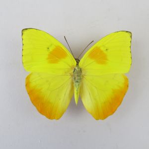 Phoebis philea