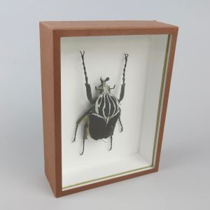 Goliath beetle (brown case)