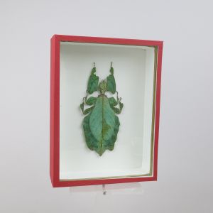 Leaf Insect, red case