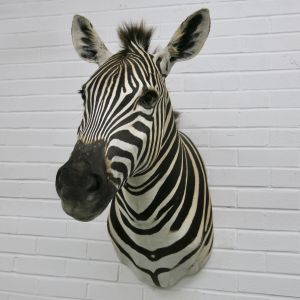 Zebra head 1
