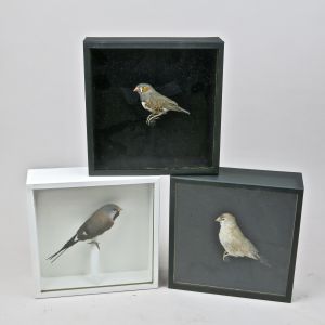 Cased Finches