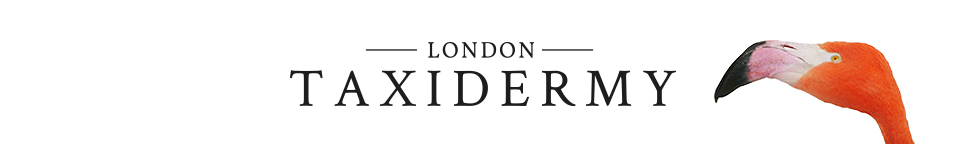London Taxidermy Logo